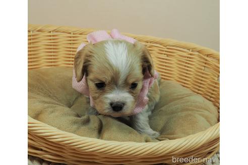 成約済の埼玉県のミックス犬-161205の3枚目